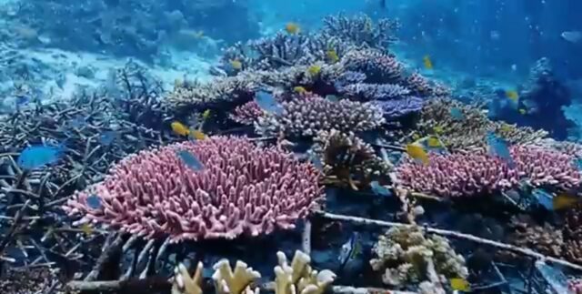 Menikmati Keindahan Bawah Laut Raja Ampat Di Papua Barat Idrealita