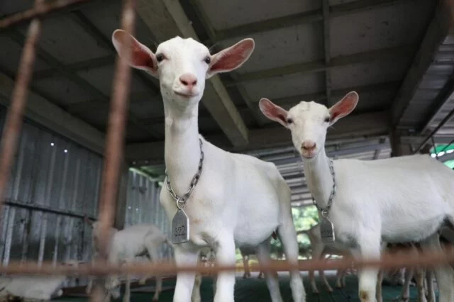 Potensi Kambing Jawa Tengah Jadi Pemulih Ekonomi Peternak Potensi Kambing Jawa Tengah sebagai penyangga pangan nasional