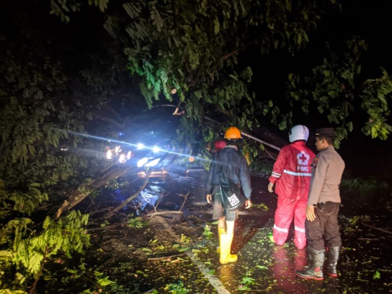 proses evakuasi pohon tumbang dilakukan secara bergotong–royong oleh relawan Kembangjoyo dan PMI Pati, aparat TNI-Polri, dan warga sekitar