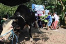 Sekda Jawa Tengah, Sumarno, menyerahkan bantuan hewan kurban sapi 1,1 ton kepada warga terdampak banjir di Desa Tinanding, Grobogan.