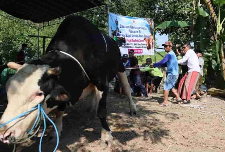 Sekda Jawa Tengah, Sumarno, menyerahkan bantuan hewan kurban sapi 1,1 ton kepada warga terdampak banjir di Desa Tinanding, Grobogan.
