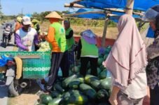 Semangka Demak dijual di lapak Jalan Cabean-Banggo dengan harga mulai Rp4 ribu per kilogram